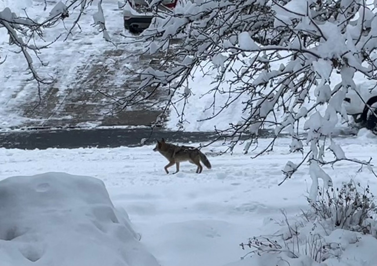 Coexisting With Coyotes