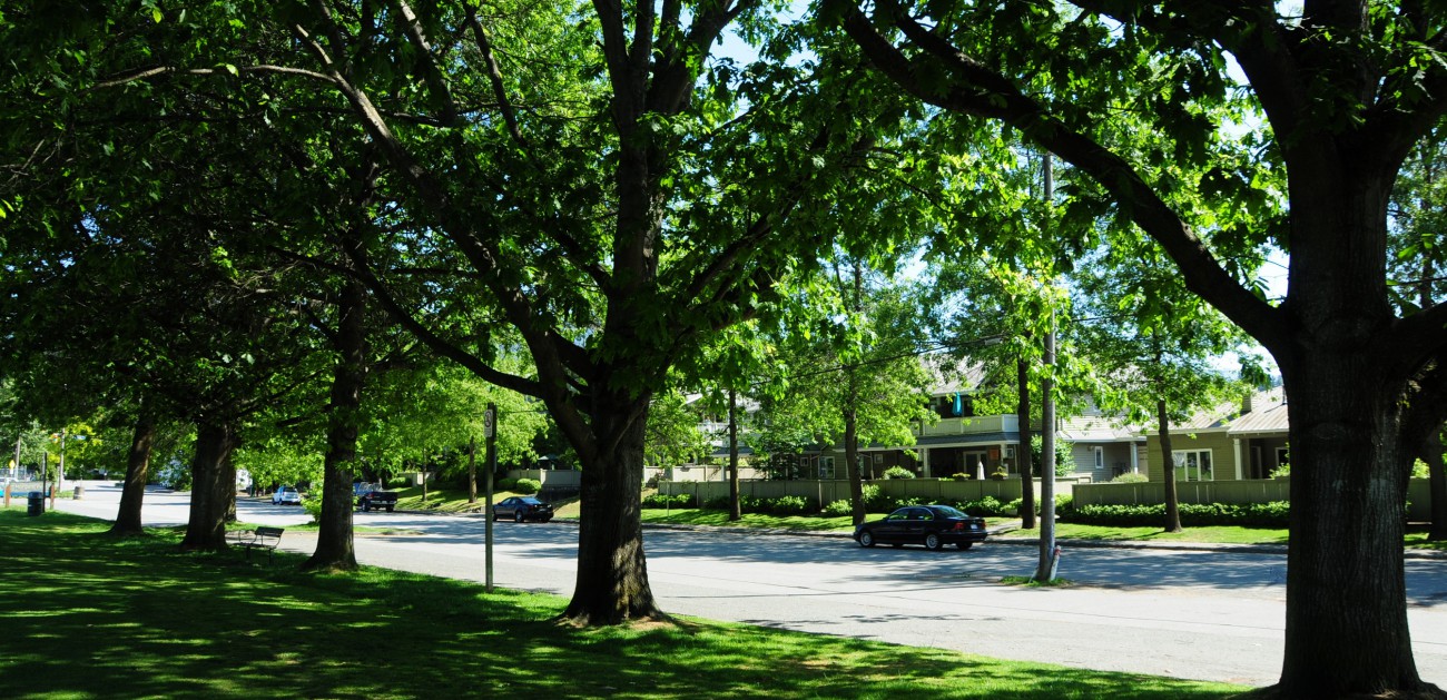 Gardens, lawns, trees